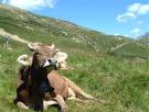 Livigno